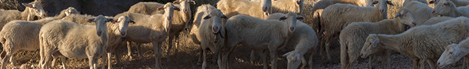 SARDEGNA